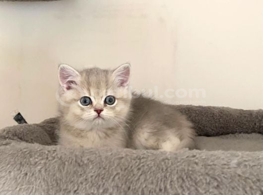 Ay11 Erkek Ayı Kafa British Shorthair görsel