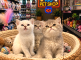Top Kafa Harika Güzellikte British Shorthair Yavrularımız