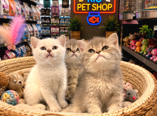 Top Kafa Harika Güzellikte British Shorthair Yavrularımız görsel