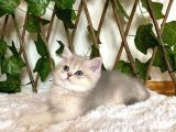 Ay11 Erkek Ayı Kafa British Shorthair