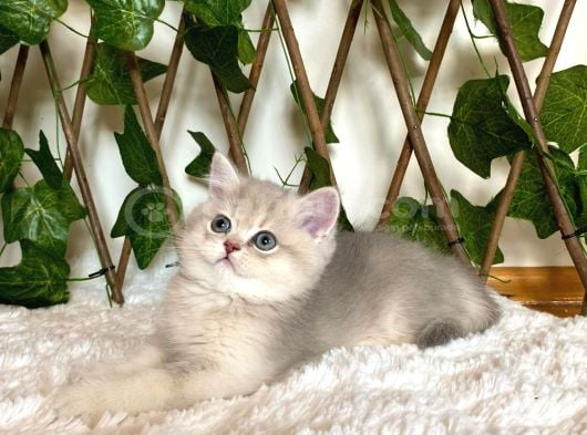 Ay11 Erkek Ayı Kafa British Shorthair görsel