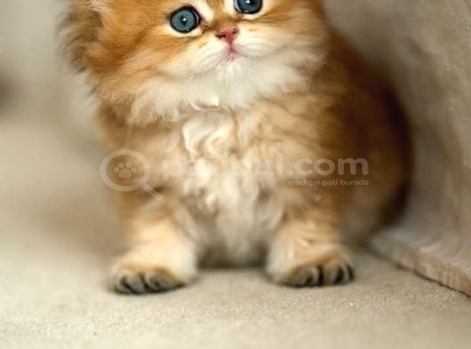 Eşi Bulunmayan Ny12 British Longhair görsel