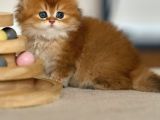 Eşi Bulunmayan Ny12 British Longhair