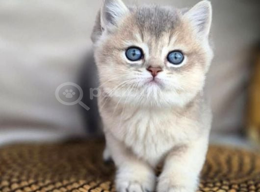 Mavi Ve Sarının Mükemmel Dansı Blue Golden British Shorthair görsel
