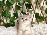 Ay11 Erkek Ayı Kafa British Shorthair