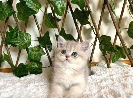 Ay11 Erkek Ayı Kafa British Shorthair görsel