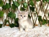 Ay11 Erkek Ayı Kafa British Shorthair