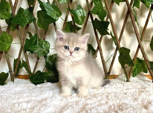 Ay11 Erkek Ayı Kafa British Shorthair görsel