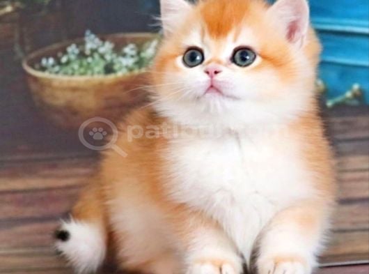 En Uysal NY12 Golden British Shorthair
