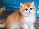 En Uysal Ny12 Golden British Shorthair