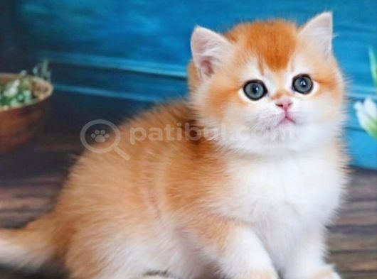 En Uysal Ny12 Golden British Shorthair görsel