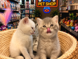 Top Kafa Harika Güzellikte British Shorthair Yavrularımız