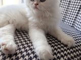 Kar Topu Gibi Safkan Erkek Bebek