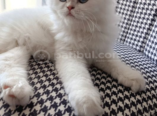 Kar Topu Gibi Safkan Erkek Bebek görsel