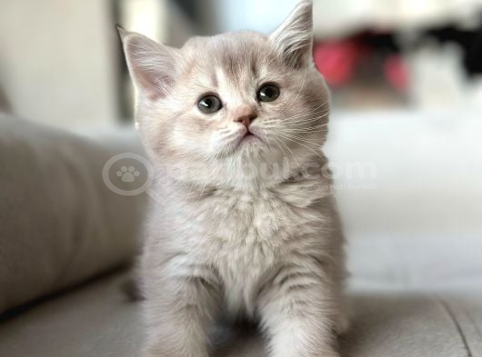 Zümrüt Kızımız Yeni Yuvasını Arıyor görsel