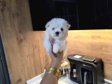 Kore Maltese Terrier Minnaklarım