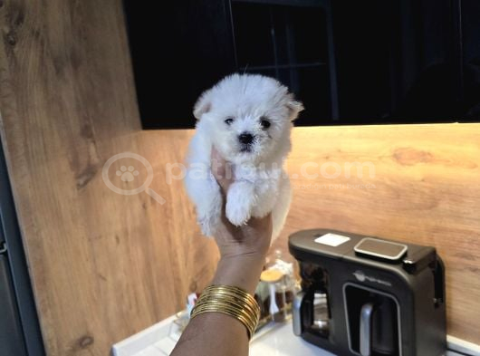 Kore Maltese Terrier Minnaklarım görsel