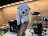 Kore Maltese Terrier Minnaklarım