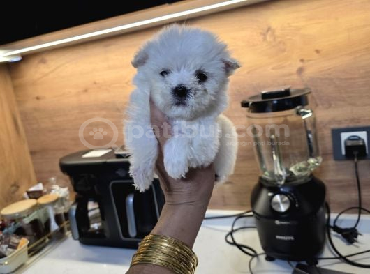 Kore Maltese Terrier Minnaklarım görsel