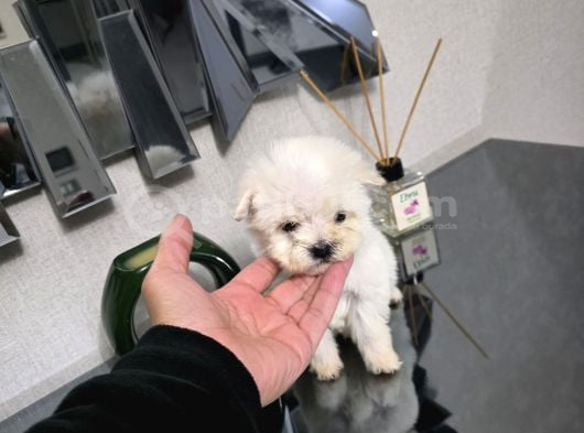 Kore Maltese Terrier Minnaklarım görsel