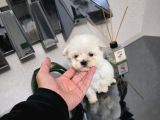 Kore Maltese Terrier Minnaklarım