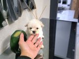 Kore maltese terrier minnaklarım