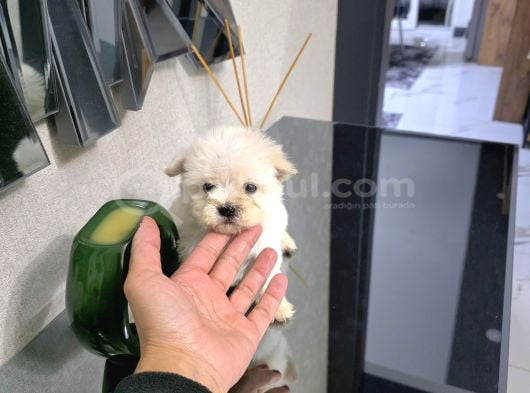 Kore maltese terrier minnaklarım