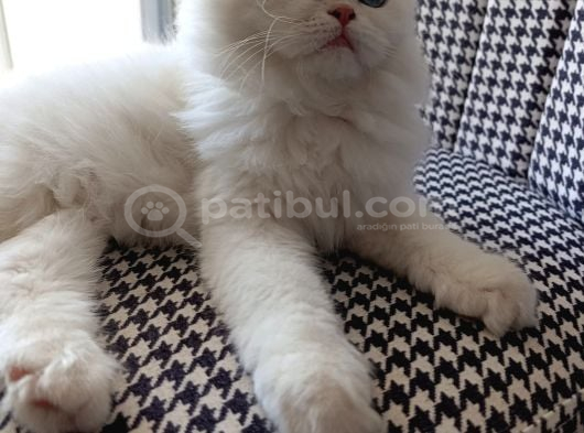 Kar Topu Gibi Safkan Erkek Bebek görsel