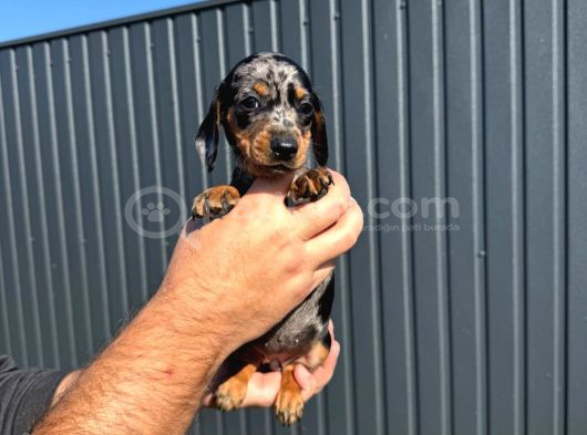Sosis Köpekler görsel