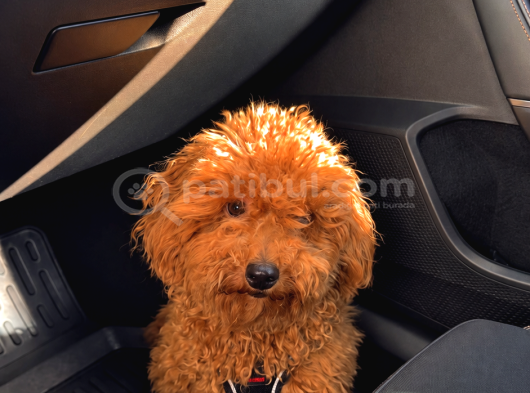 star kalitede 8 Aylık Korekan Toy Poodle