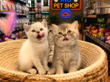 Top Kafa Harika Güzellikte British Shorthair Yavrularımız