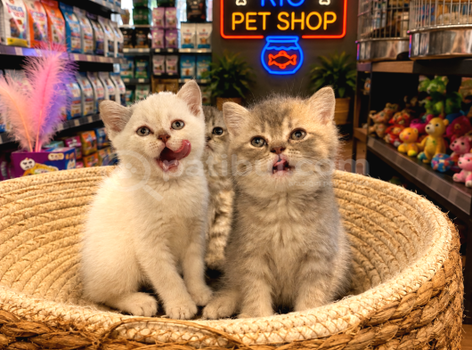 Top kafa harika güzellikte british shorthair yavrularımız