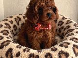 Toy ve teacup poodle bebekler
