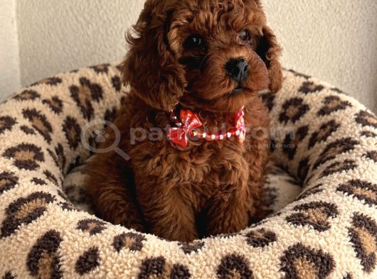 Toy ve teacup poodle bebekler