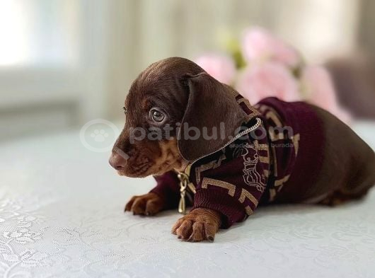 Tr De Tek Ci̇nsi̇ni̇n En İyi̇si̇ Belgeli̇ Yavrumuz görsel