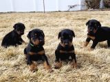 Safkan A Kalite Dişi Erkek Doberman Yavrular