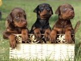 Safkan A kalite dişi erkek doberman yavrular