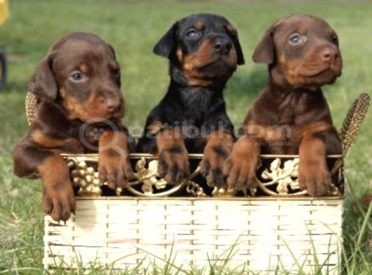 Safkan A kalite dişi erkek doberman yavrular