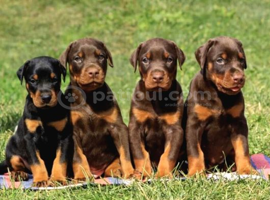 Safkan A Kalite Dişi Erkek Doberman Yavrular görsel