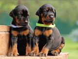 Safkan A Kalite Dişi Erkek Doberman Yavrular