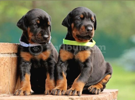 Safkan A Kalite Dişi Erkek Doberman Yavrular görsel