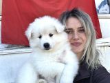 Samoyed Yavrular
