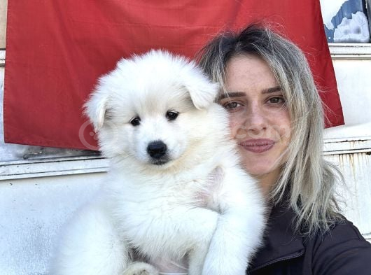 Samoyed Yavrular görsel