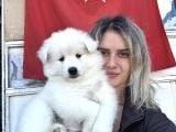 Samoyed Yavrular