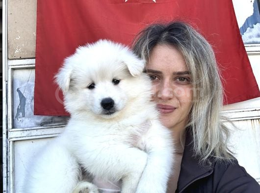 Samoyed Yavrular görsel
