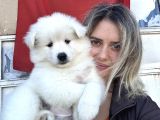 Samoyed Yavrular