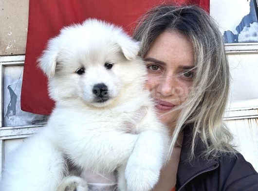 Samoyed Yavrular