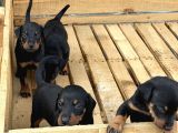 Üst Sevi̇ye Doberman Yavrulari