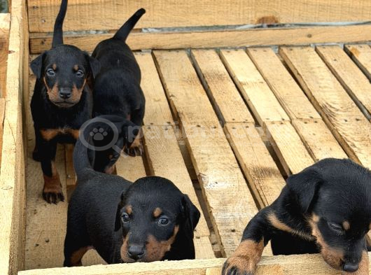 ÜST SEVİYE DOBERMAN YAVRULARI