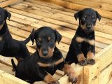 Üst Sevi̇ye Doberman Yavrulari
